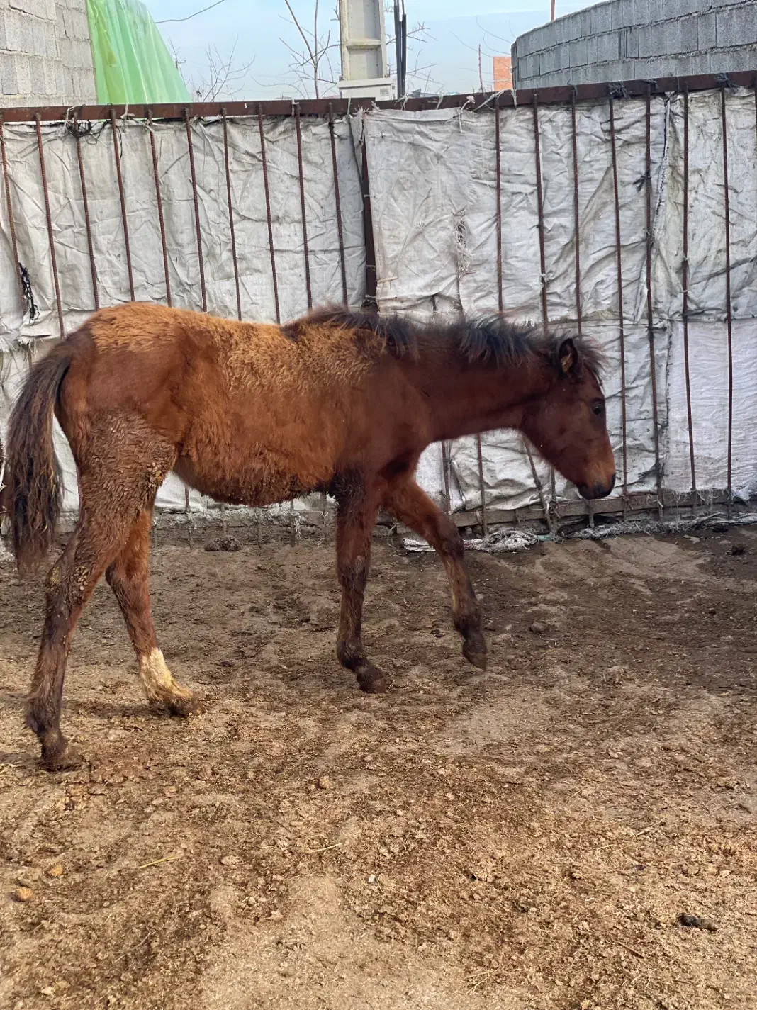 اسب|اسب و تجهیزات اسبسواری|چمستان, |دیوار