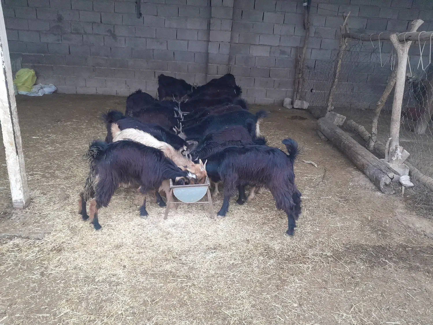 بیگ‌نراوماده‌چاغ‌برافروش|حیوانات مزرعه|اندیمشک, |دیوار