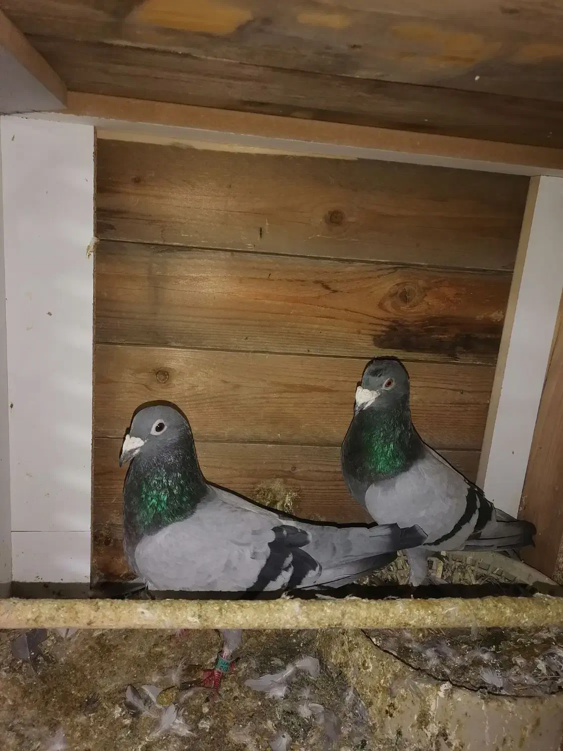 کفتر آلمانی|حیوانات|مشهد, شهرک مهر آباد|دیوار