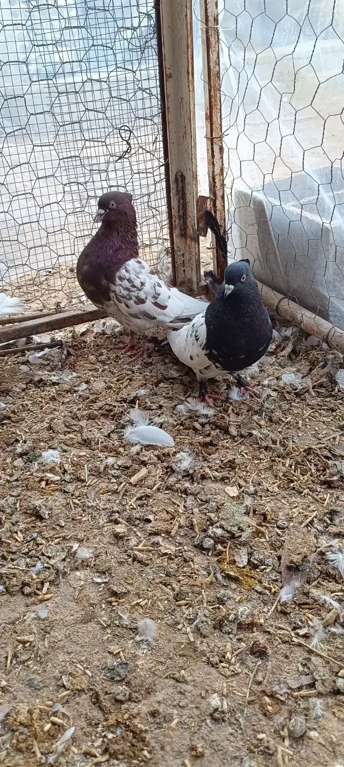 1000 یک میلون تومان|پرنده|زرین دشت (فارس), |دیوار