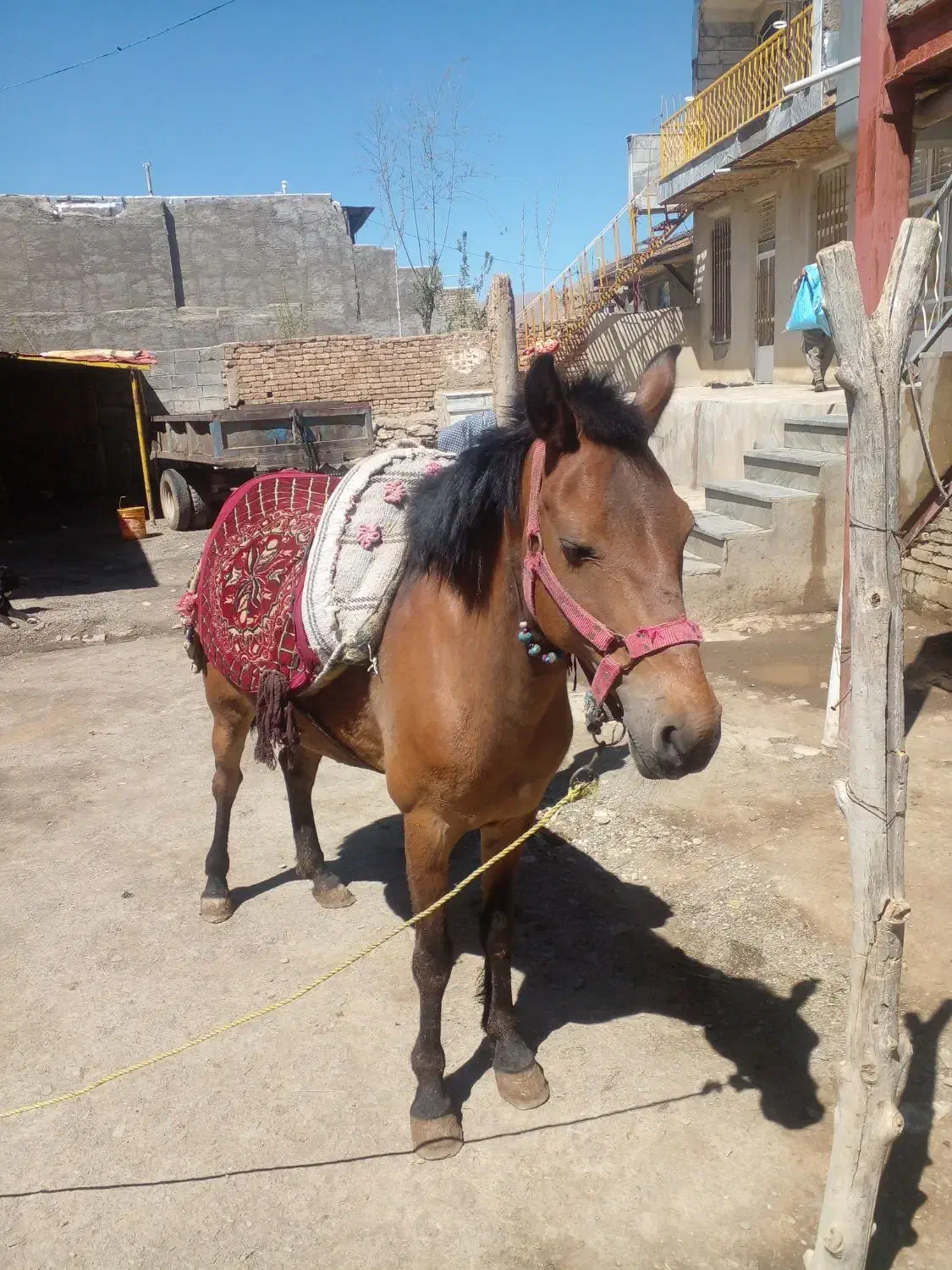 اسب|حیوانات مزرعه|ملایر, |دیوار