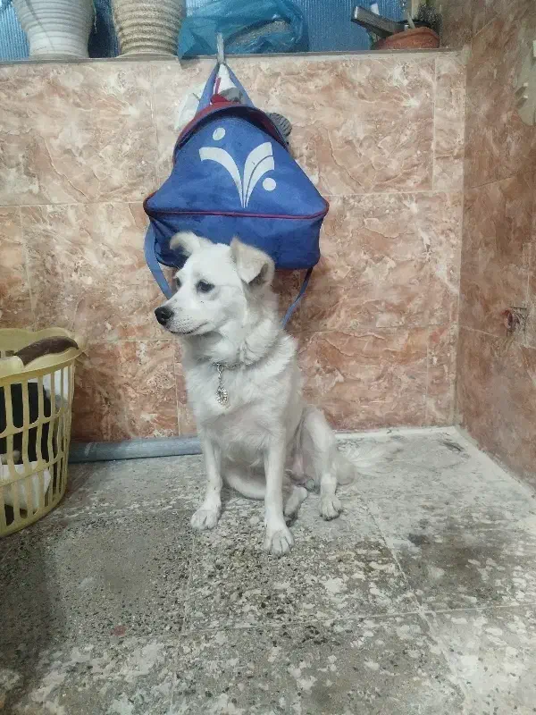 سگ آپارتمانی|سگ|دزفول, |دیوار