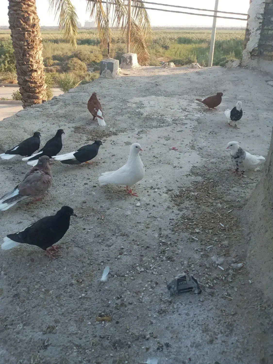 کبوتر|پرنده|اهواز, دغاغله|دیوار