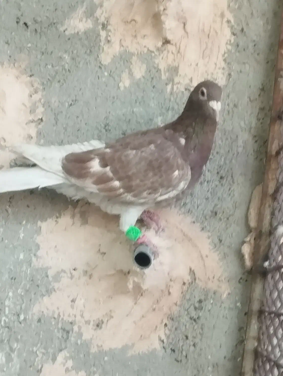 کبوتر|پرنده|سبزوار, قلعه‌نو دهزار|دیوار