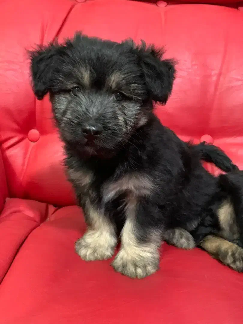 سگ پا کوتاه نژاددار|سگ|گرگان, |دیوار