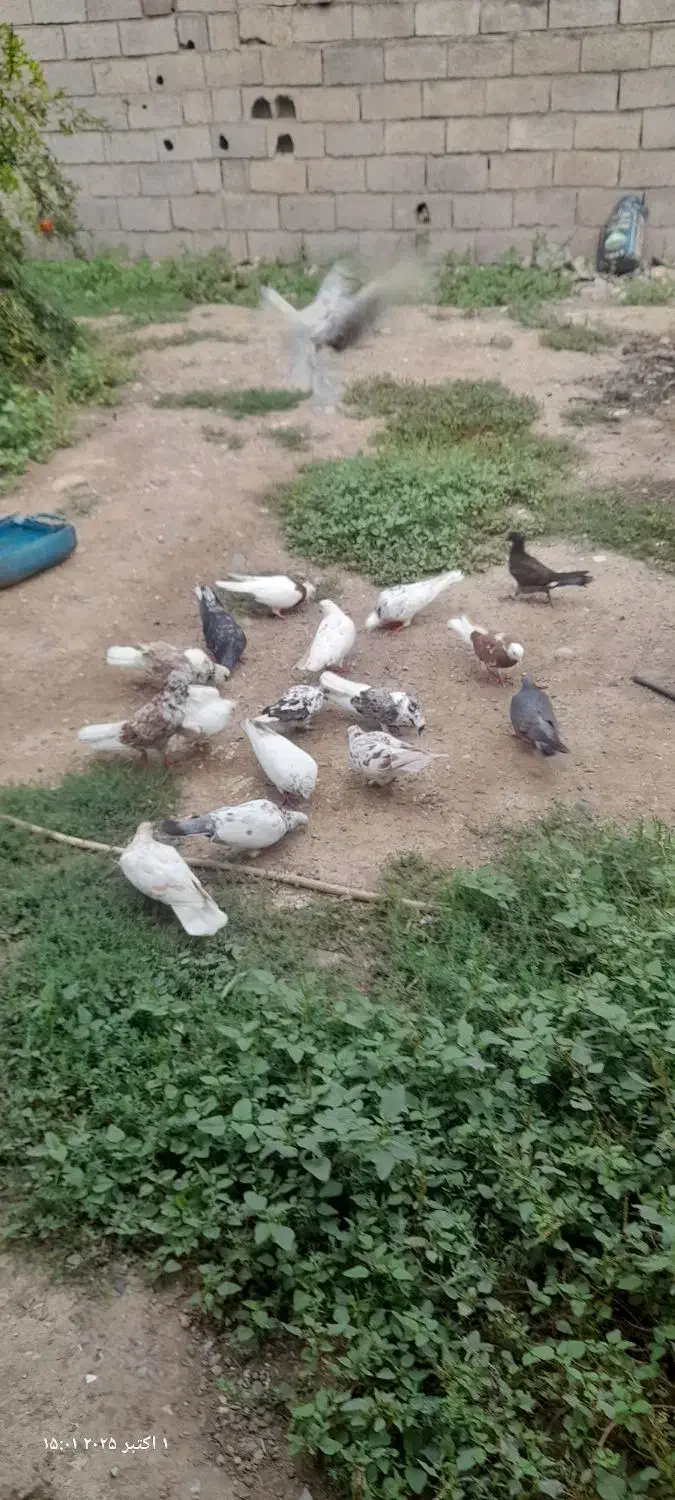 فروش کبوتر|پرنده|فاضل آباد, |دیوار