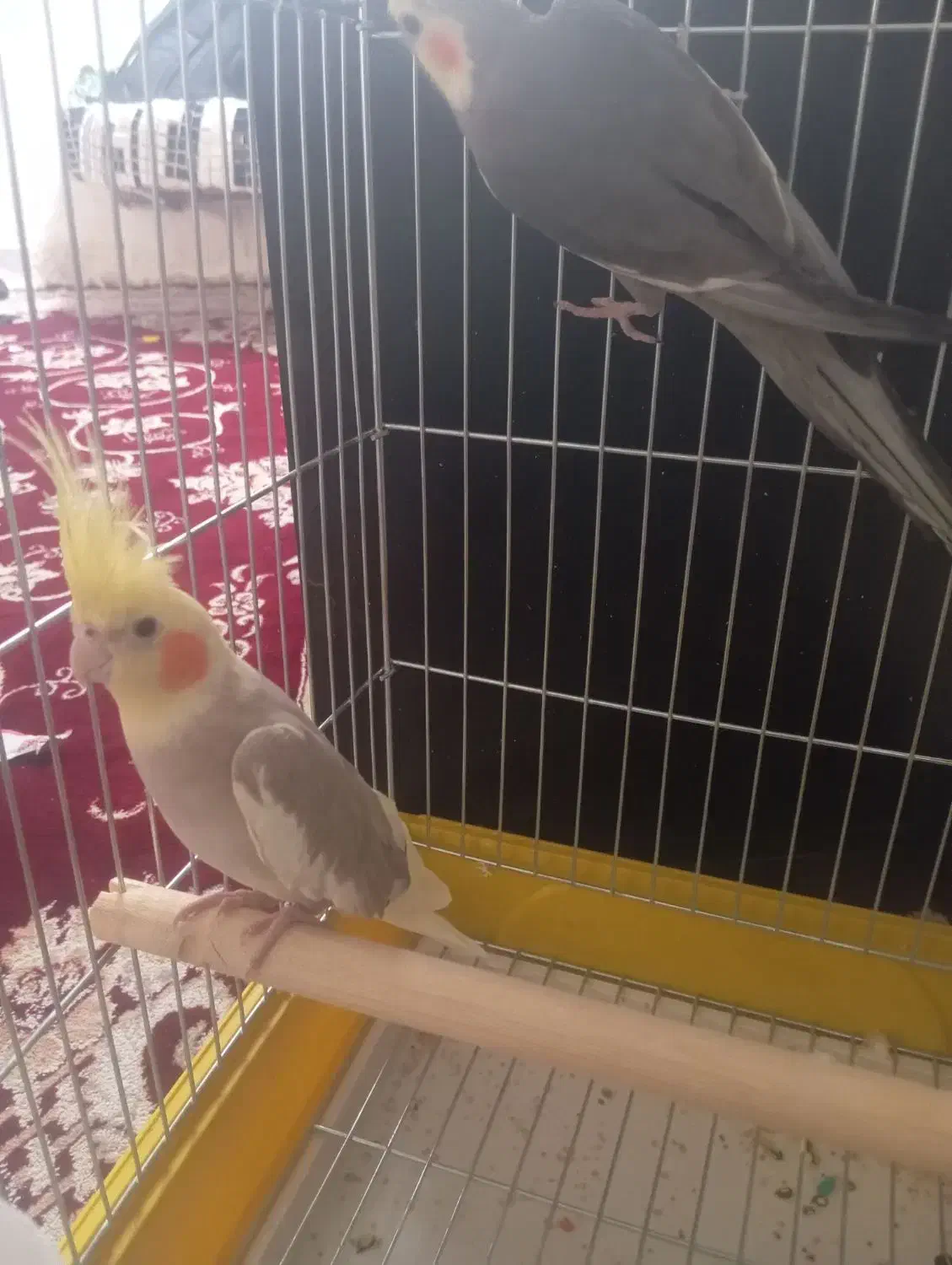 نر ابلق سرحال|پرنده|پاکدشت, حصار امیر|دیوار