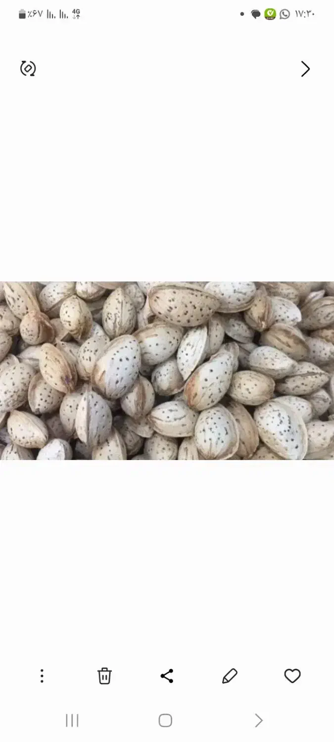 بادام محب|خوردنی و آشامیدنی|بن, |دیوار