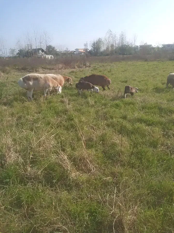 فروش گوسفند رومن رومانف با بره دوقلو وسه قلو|حیوانات مزرعه|کومله, |دیوار