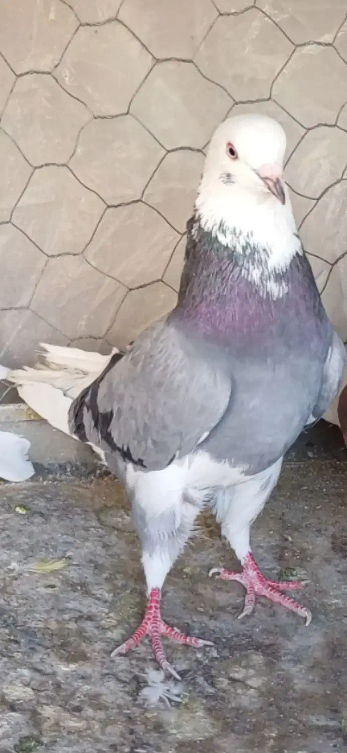 کبوتر گم کردم|پرنده|اصفهان, شاهد|دیوار