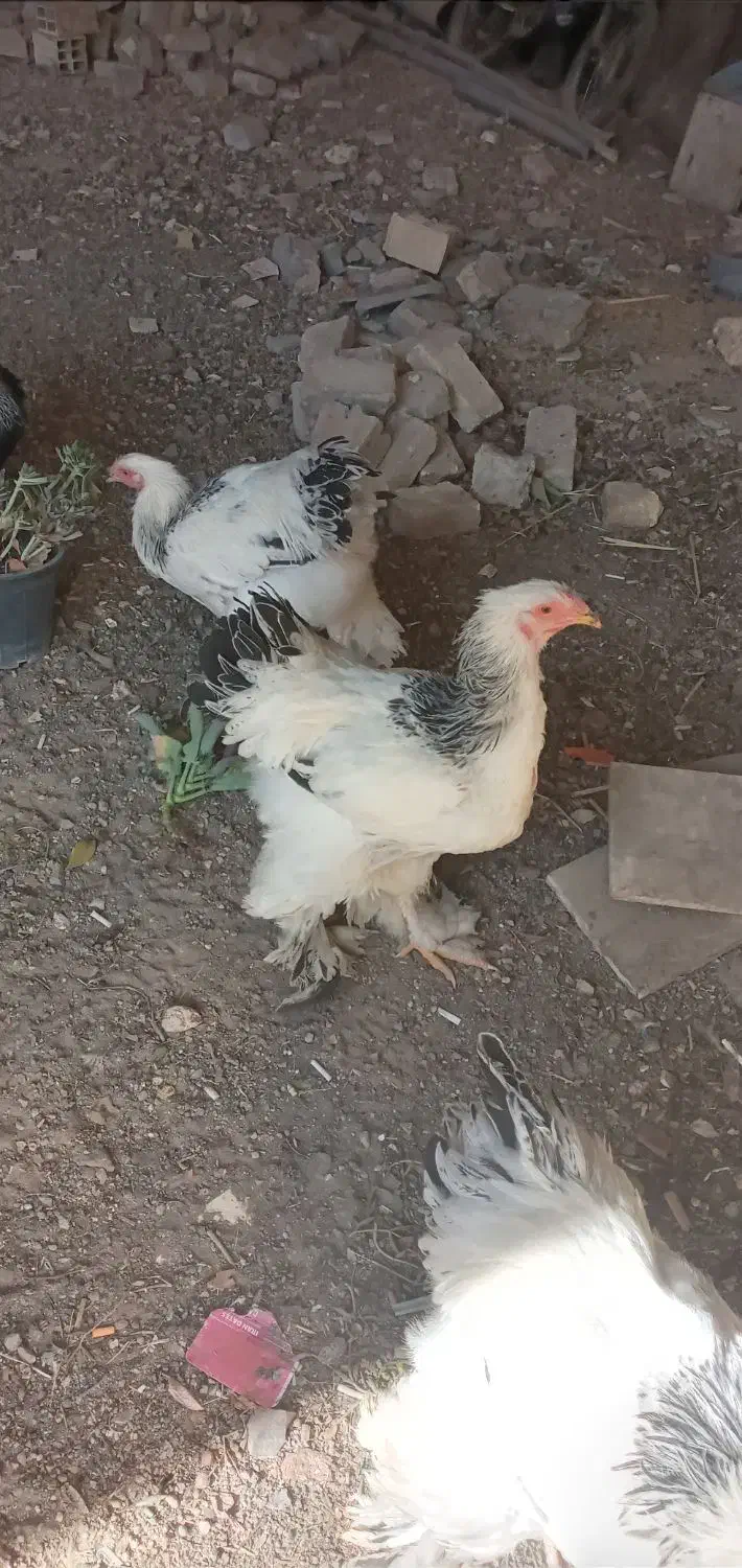 نیمچه خروس برهما|حیوانات مزرعه|باغ بهادران, |دیوار