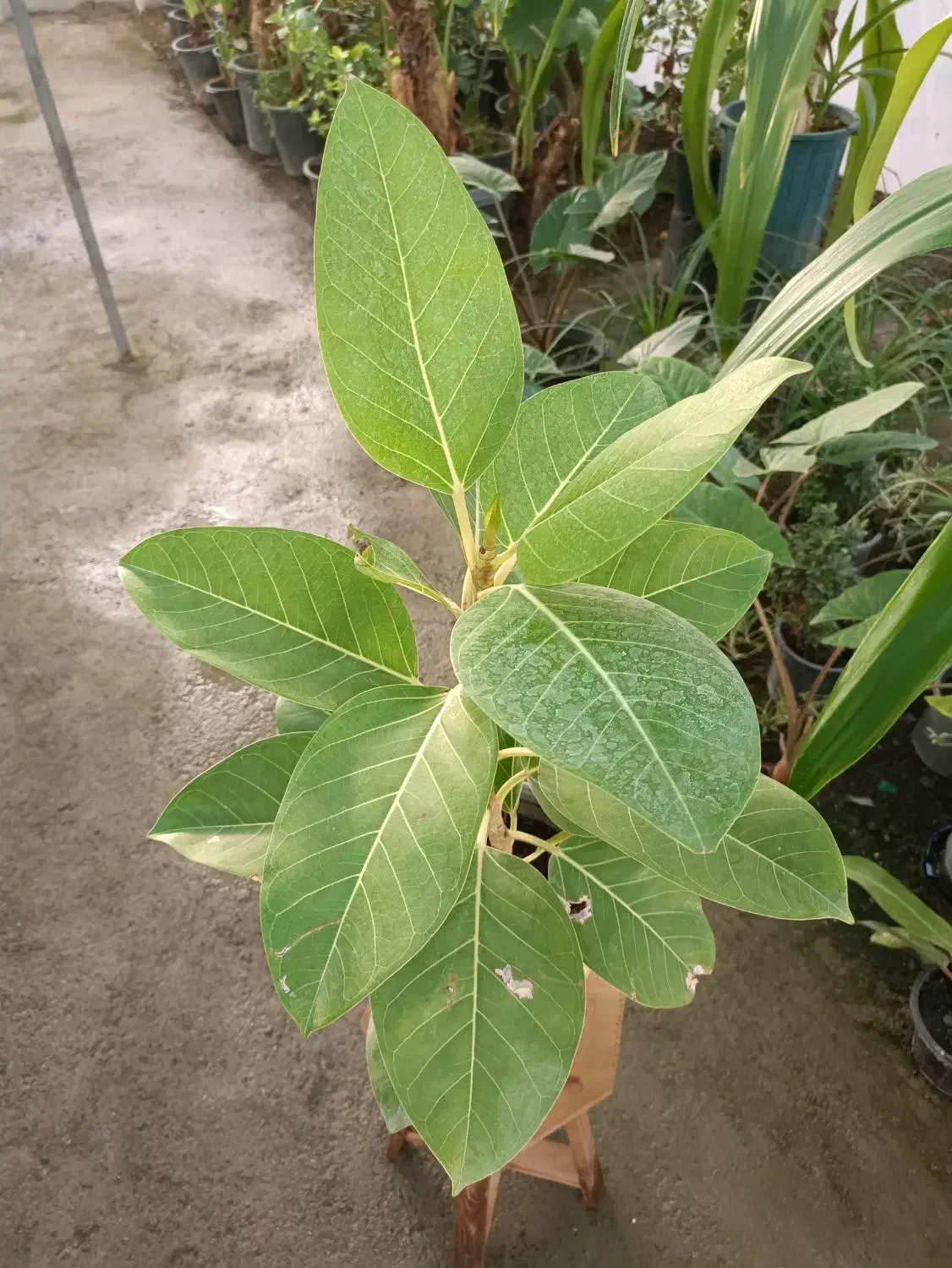 گل فیکوس آلتیسما|گل و گیاه طبیعی|مشهد, خرم آباد|دیوار