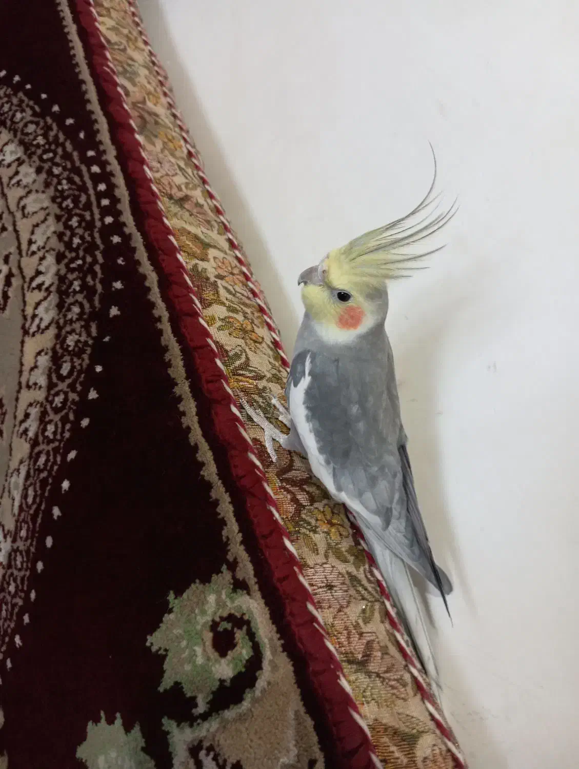 عروس هلندی نر رام|پرنده|سنندج, |دیوار