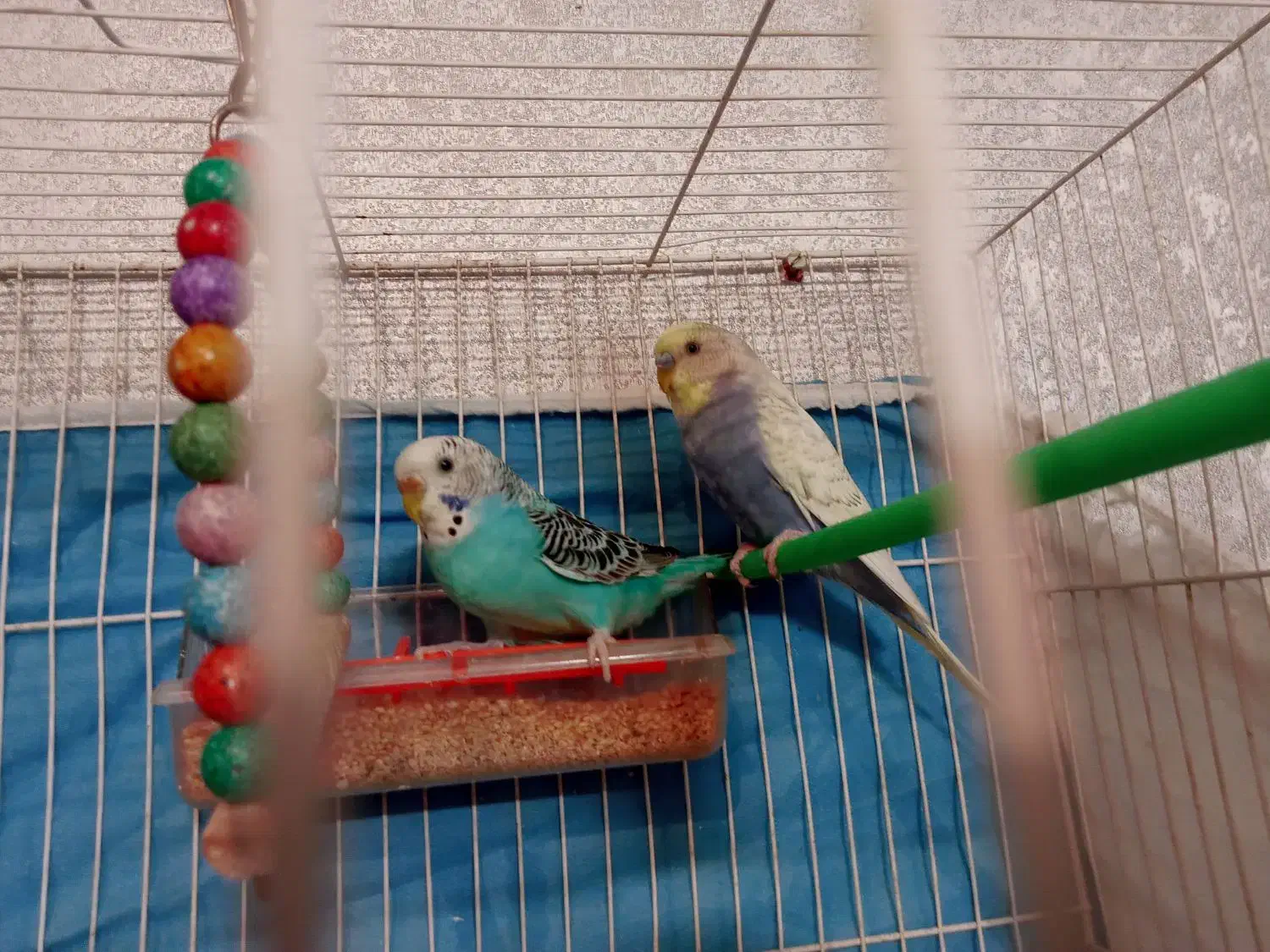 جفت مرغ عشق رینبو با تخم|پرنده|مشهد, کشف|دیوار