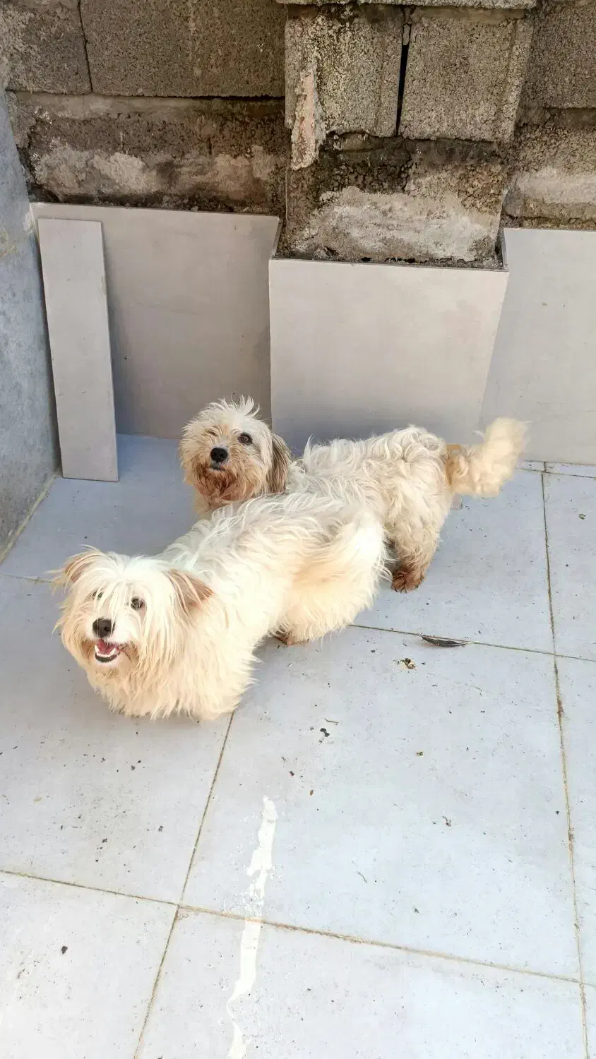 واگذاری پاکوتا پشمالو|سگ|رشت, منظریه|دیوار