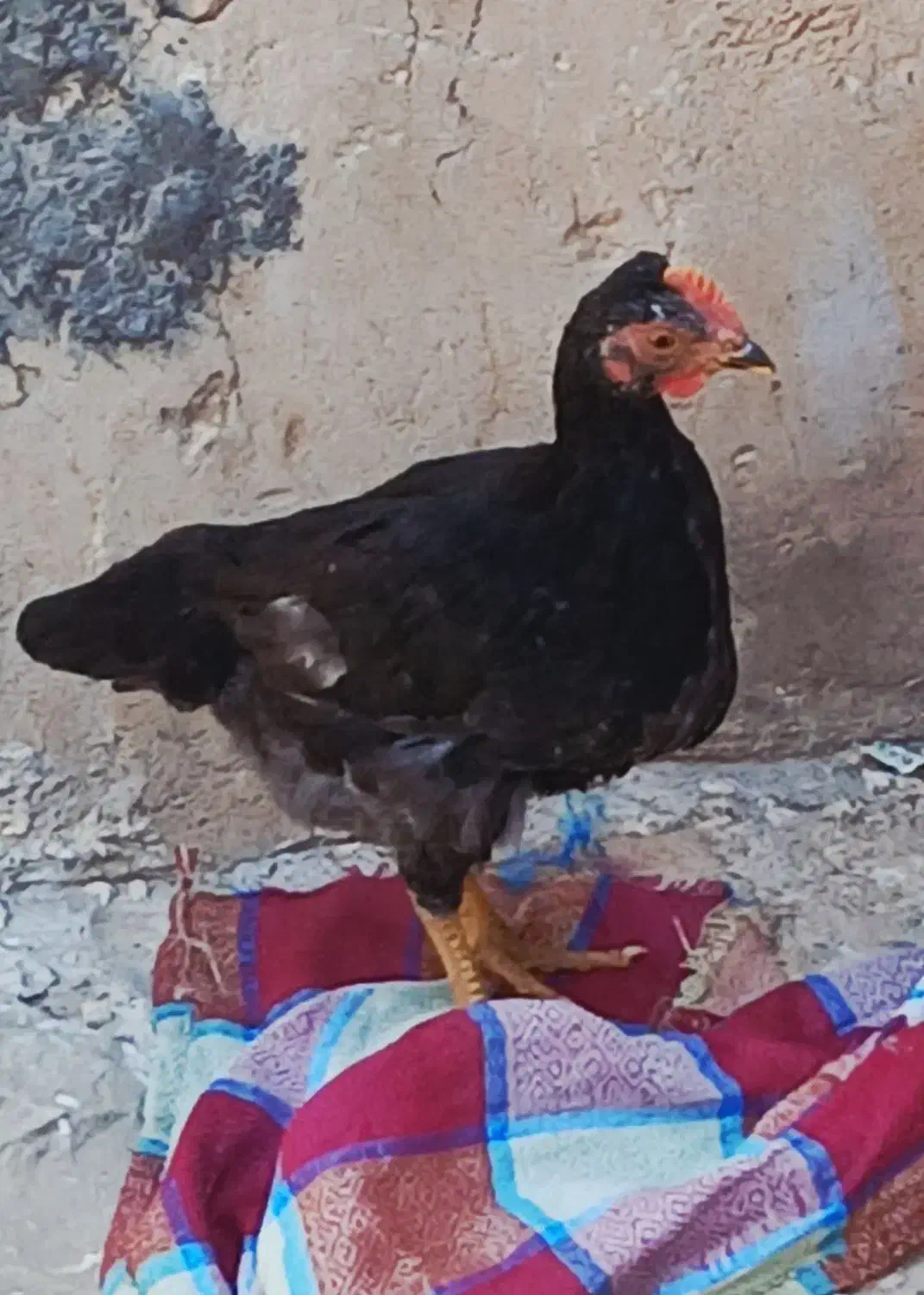 فروش مرغ|حیوانات مزرعه|گتوند, |دیوار