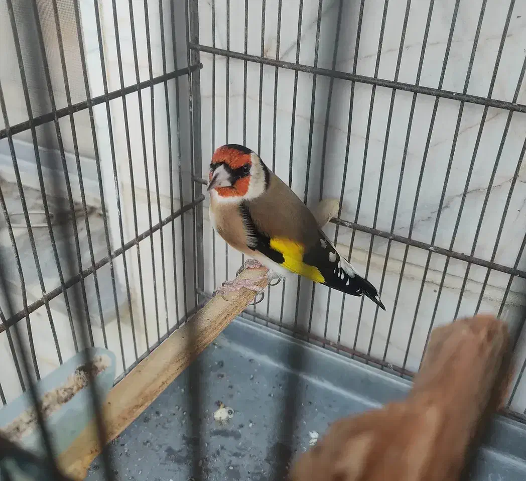 عروس هلندی پیدا شده|حیوانات|اردبیل, |دیوار