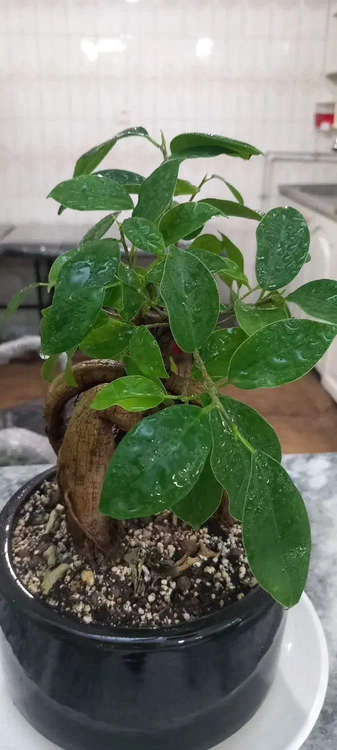 سالن زیبایی در بهترین منطقه مفتح|اجارهٔ دفتر کار، اتاق اداری، مطب|مشهد, گلشور|دیوار