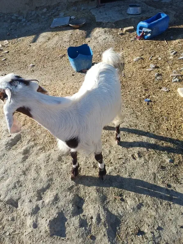 گتاچ بی دندان|حیوانات مزرعه|سراوان, |دیوار