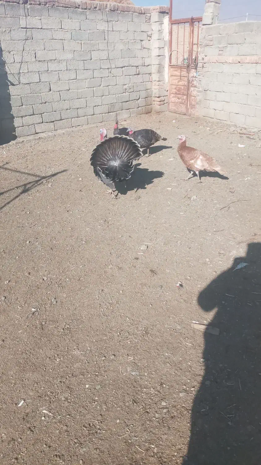 گوشتی بوقلمون|حیوانات مزرعه|خوی, |دیوار