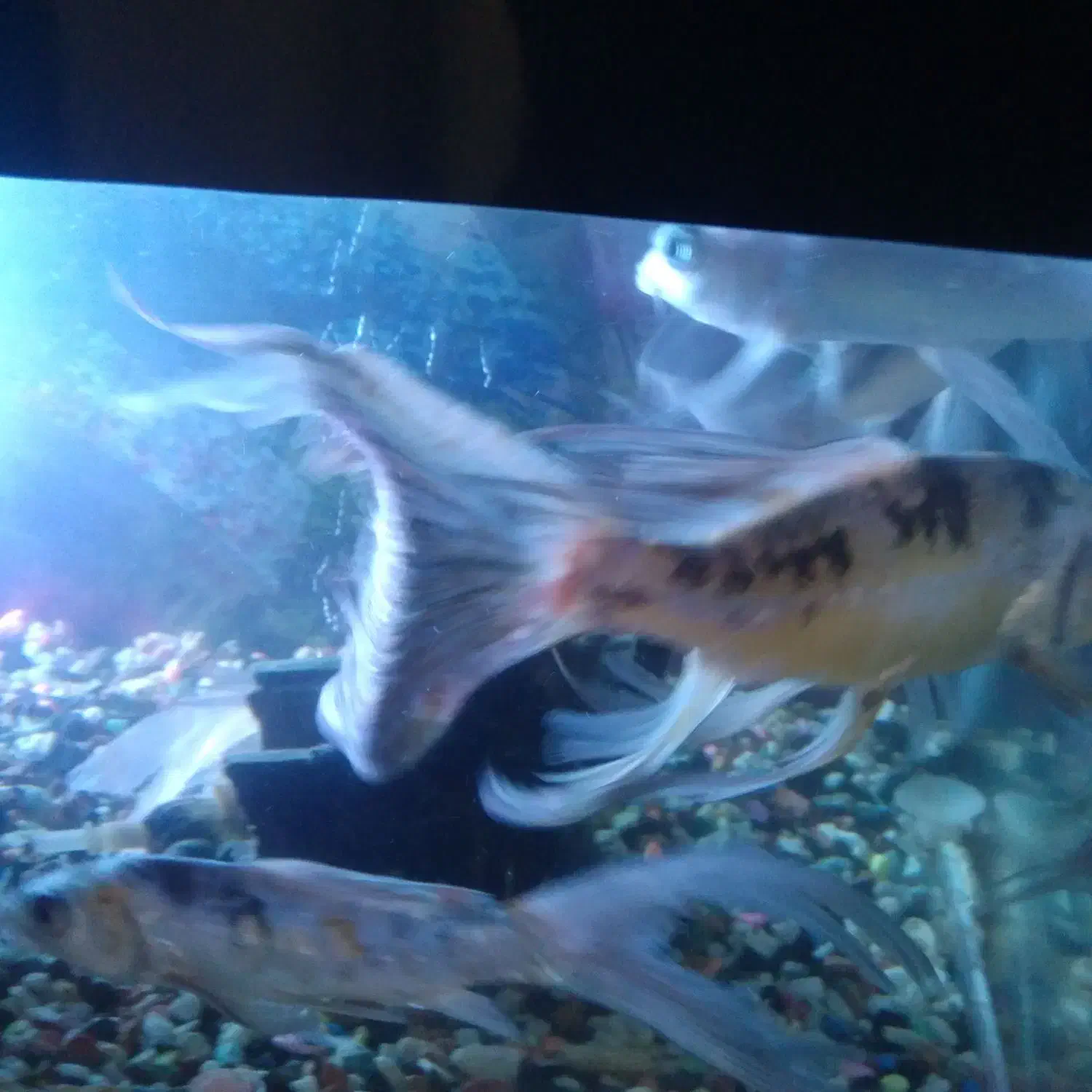 ماهی کوی|ماهی|پاکدشت, پاکدشت (مامازند)|دیوار