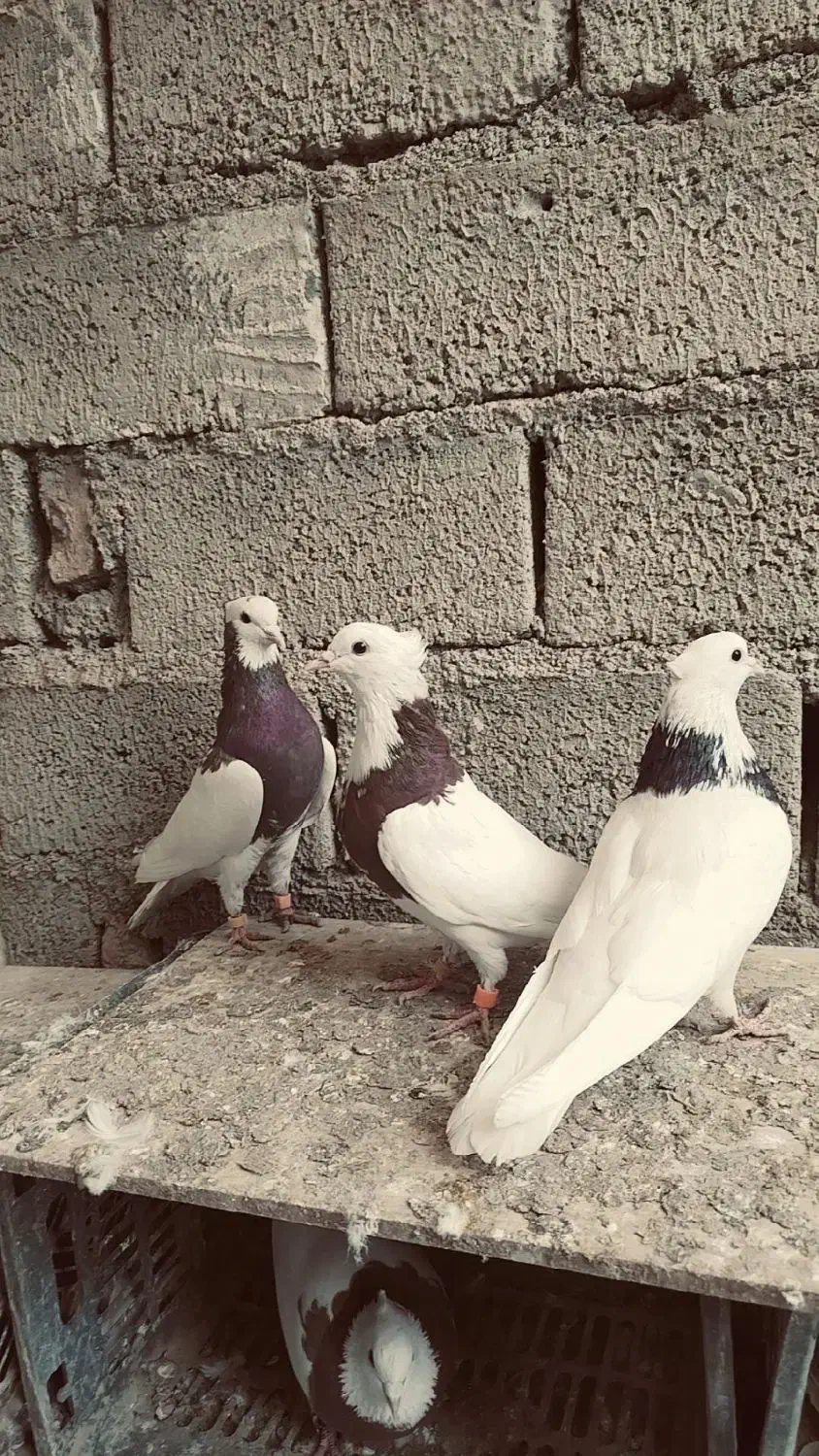 سه عدد طوقی‌|پرنده|نقده, |دیوار