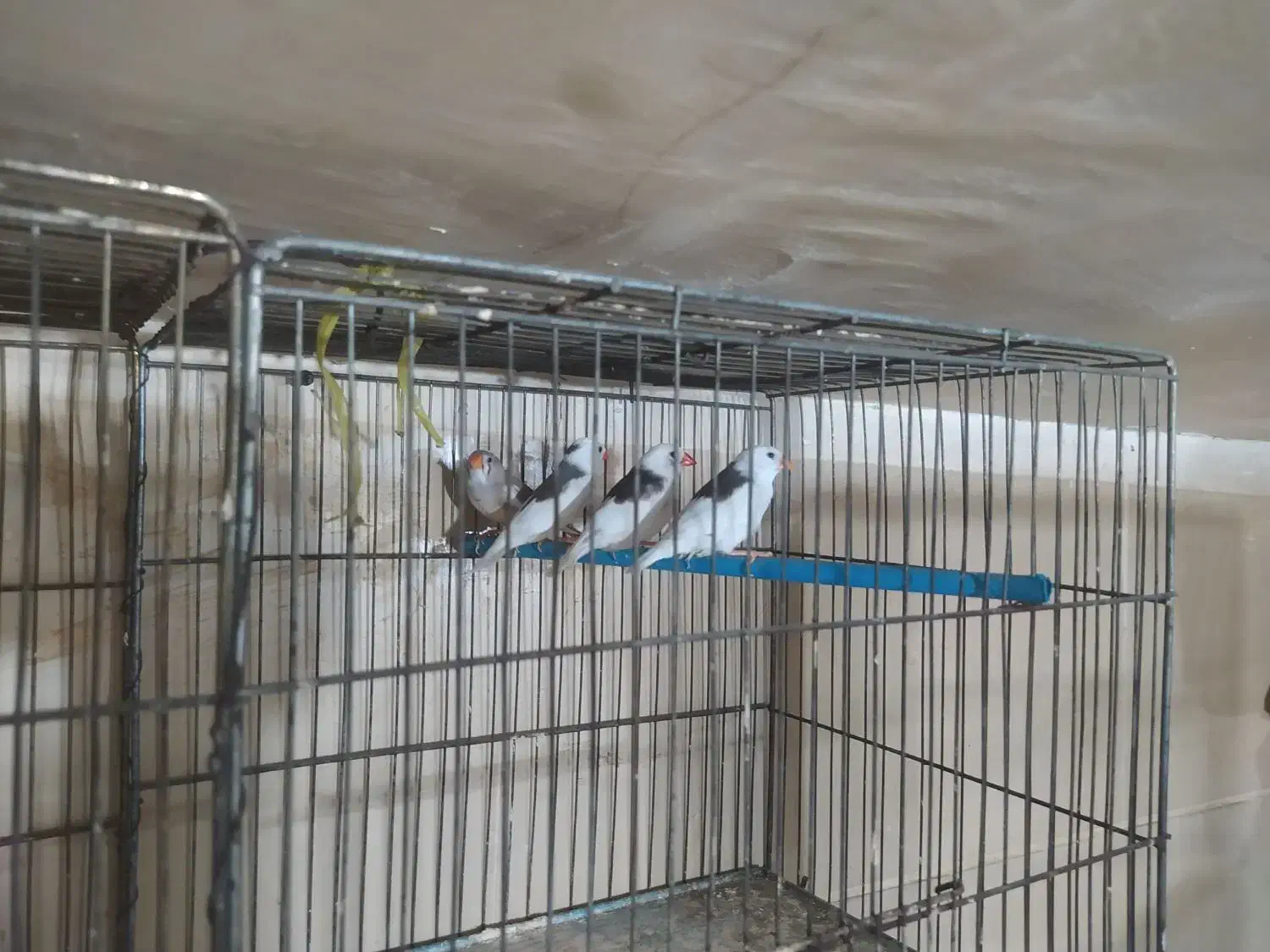 فنج|پرنده|قزوین, |دیوار