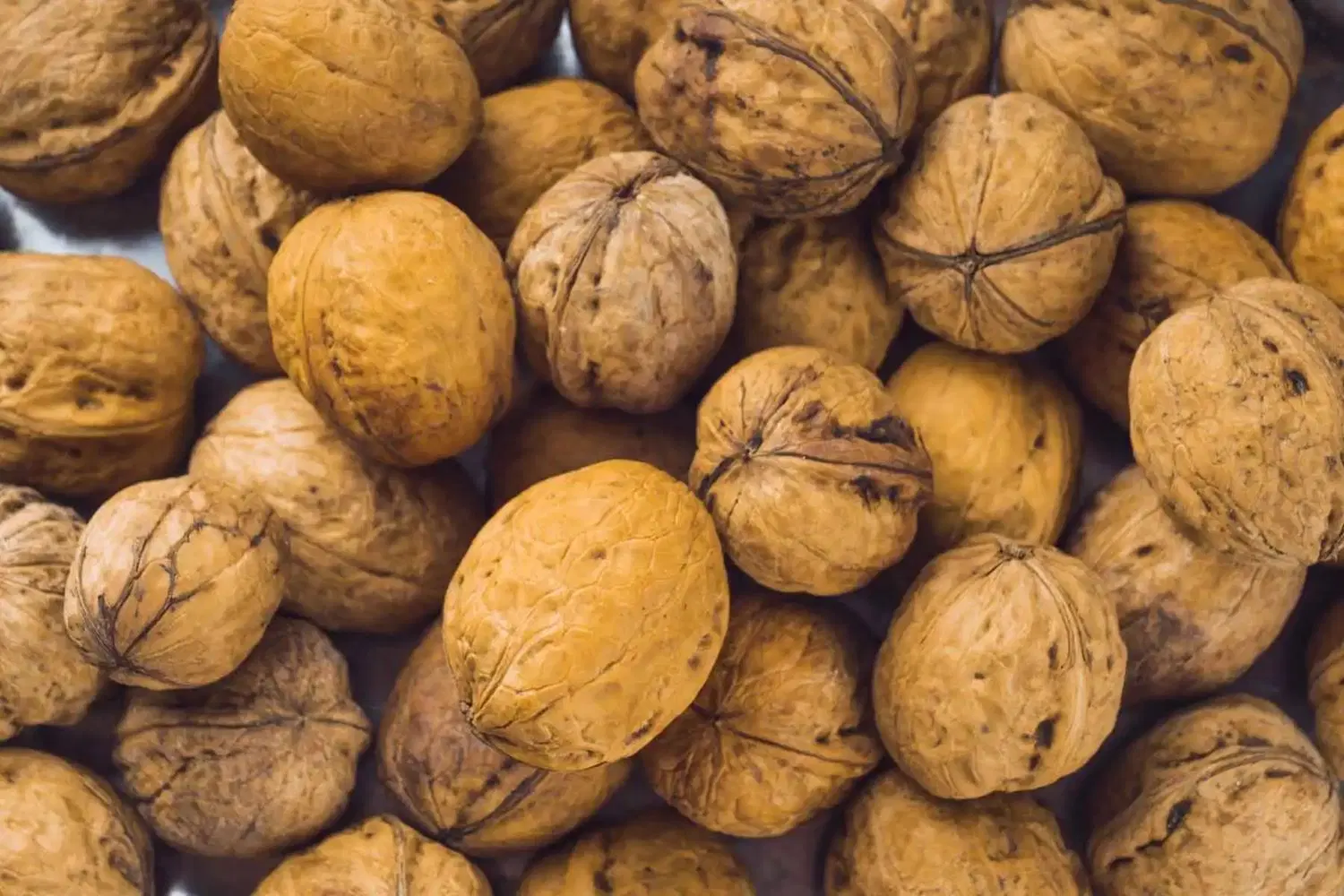 گردو|خوردنی و آشامیدنی|شیروان (خراسان), |دیوار