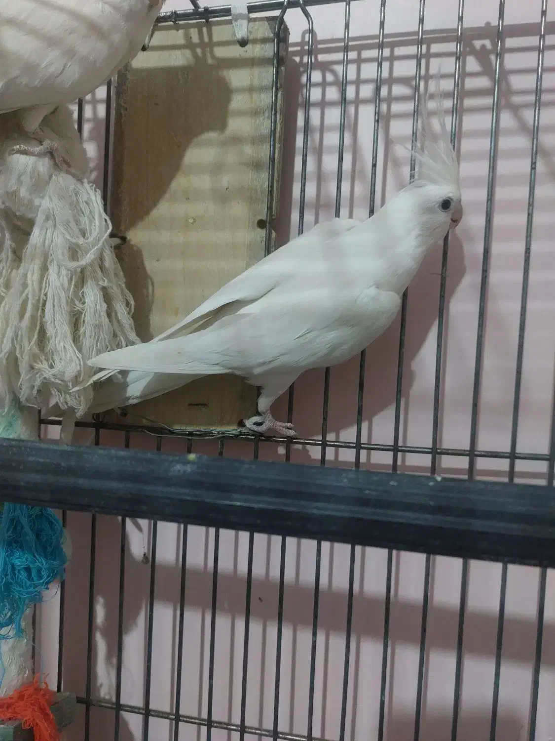 یک جفت عروس هلندی آلبینو|پرنده|فردیس, فردیس|دیوار