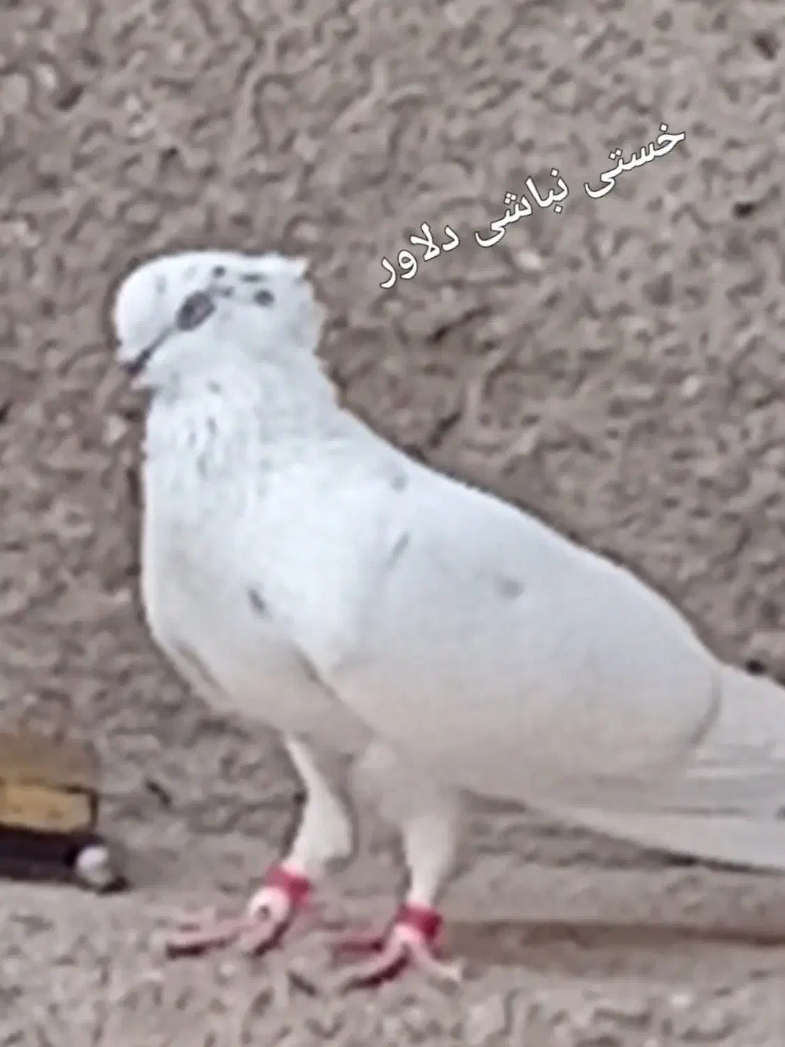 گمشده|حیوانات|بهار, |دیوار