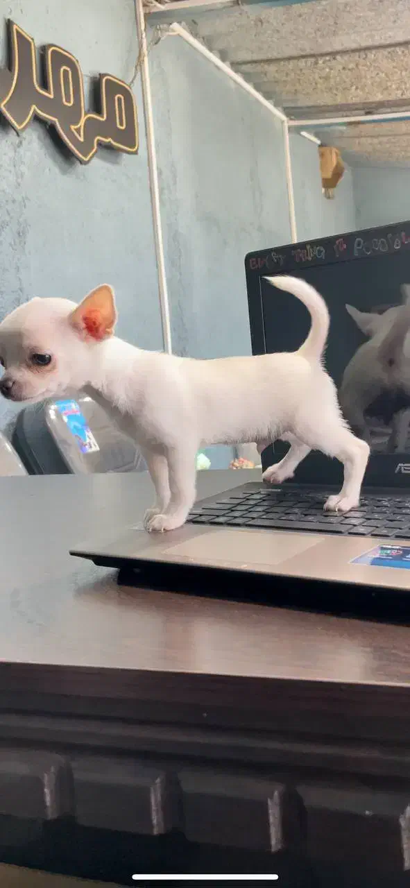 شیواوا اپل هد|سگ|ماهدشت, |دیوار