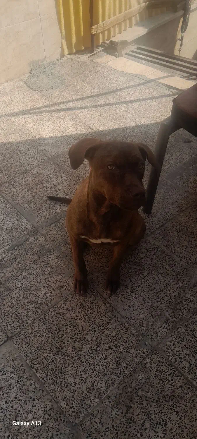 سگ پیتبول|سگ|اسلام‌شهر, شهرک توحید|دیوار