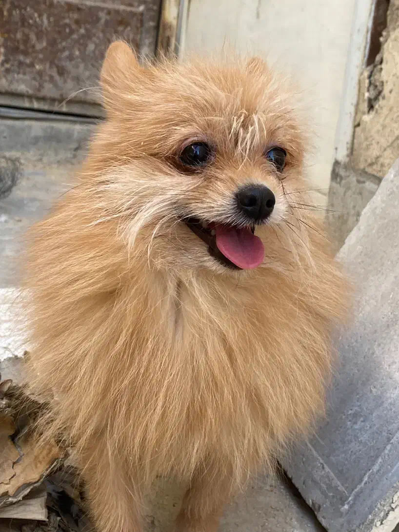 پامر روباهی خالص|سگ|اصفهان, هفتون|دیوار