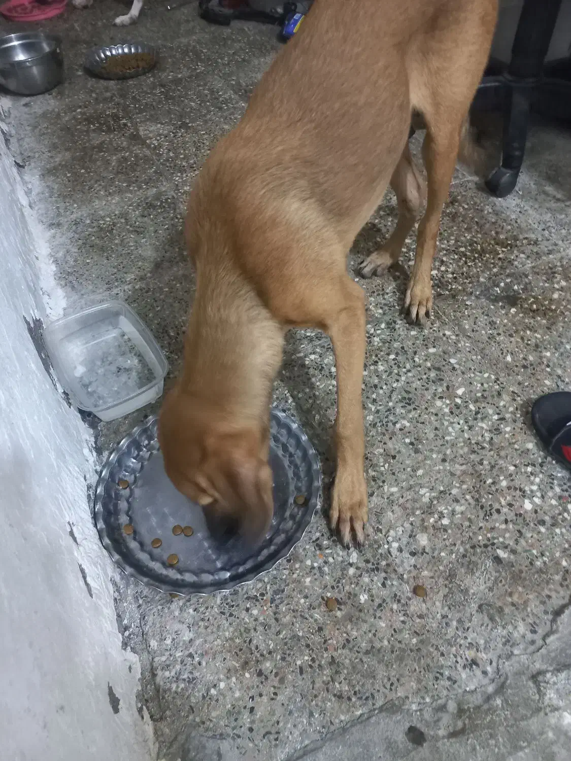 واگذاری رایگان|سگ|بندرعباس, |دیوار