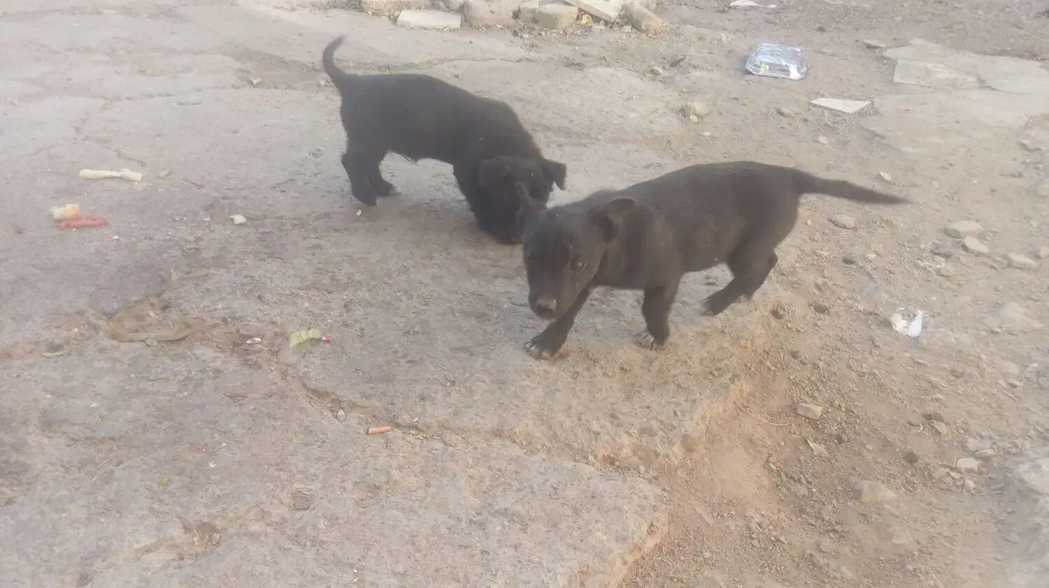 توله فیندو|سگ|قروه, |دیوار