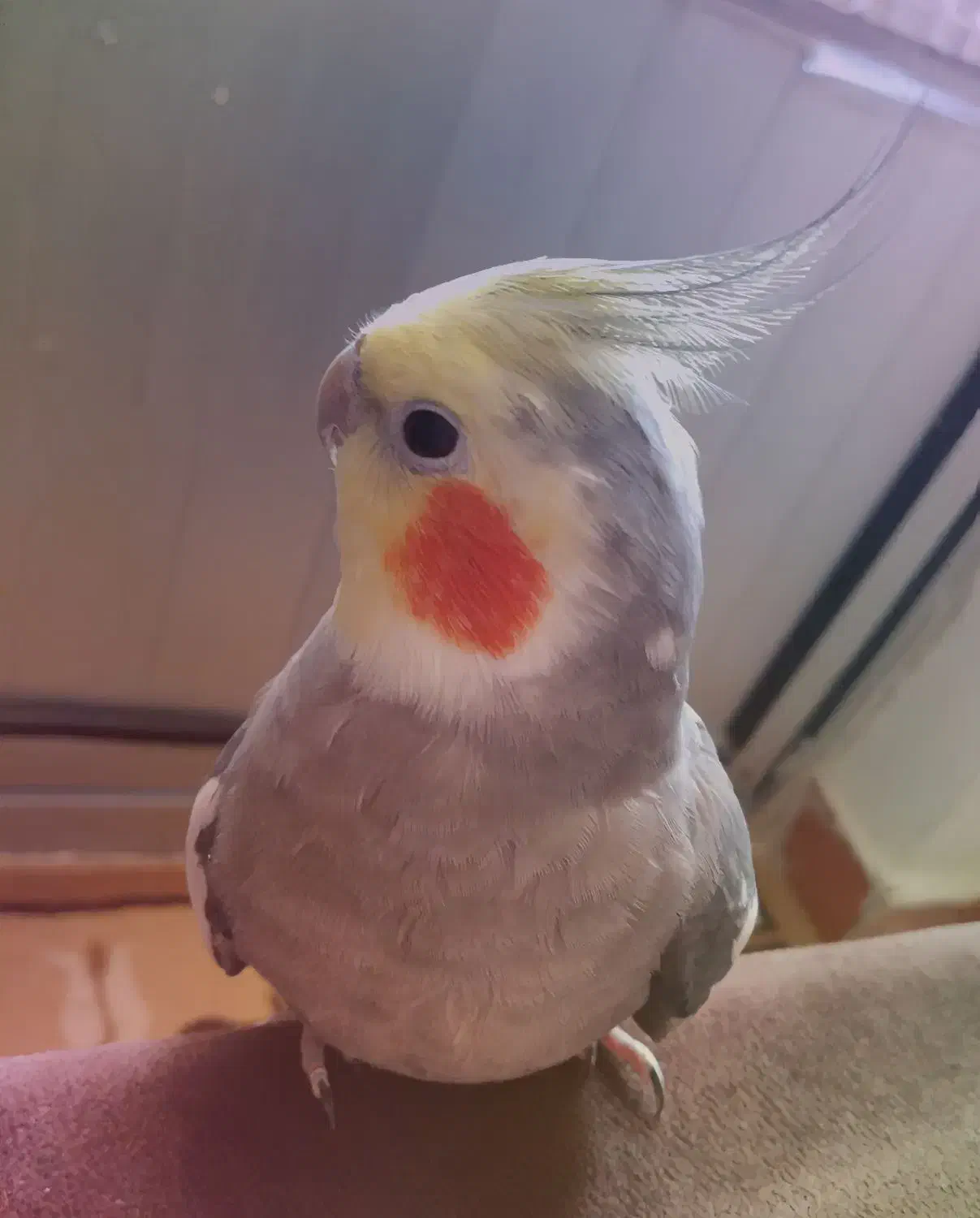 گمشده|حیوانات|کرمانشاه, |دیوار