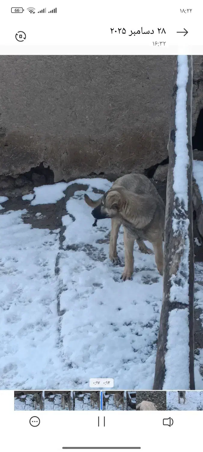 سگ ماده|سگ|قره ضیاالدین, |دیوار