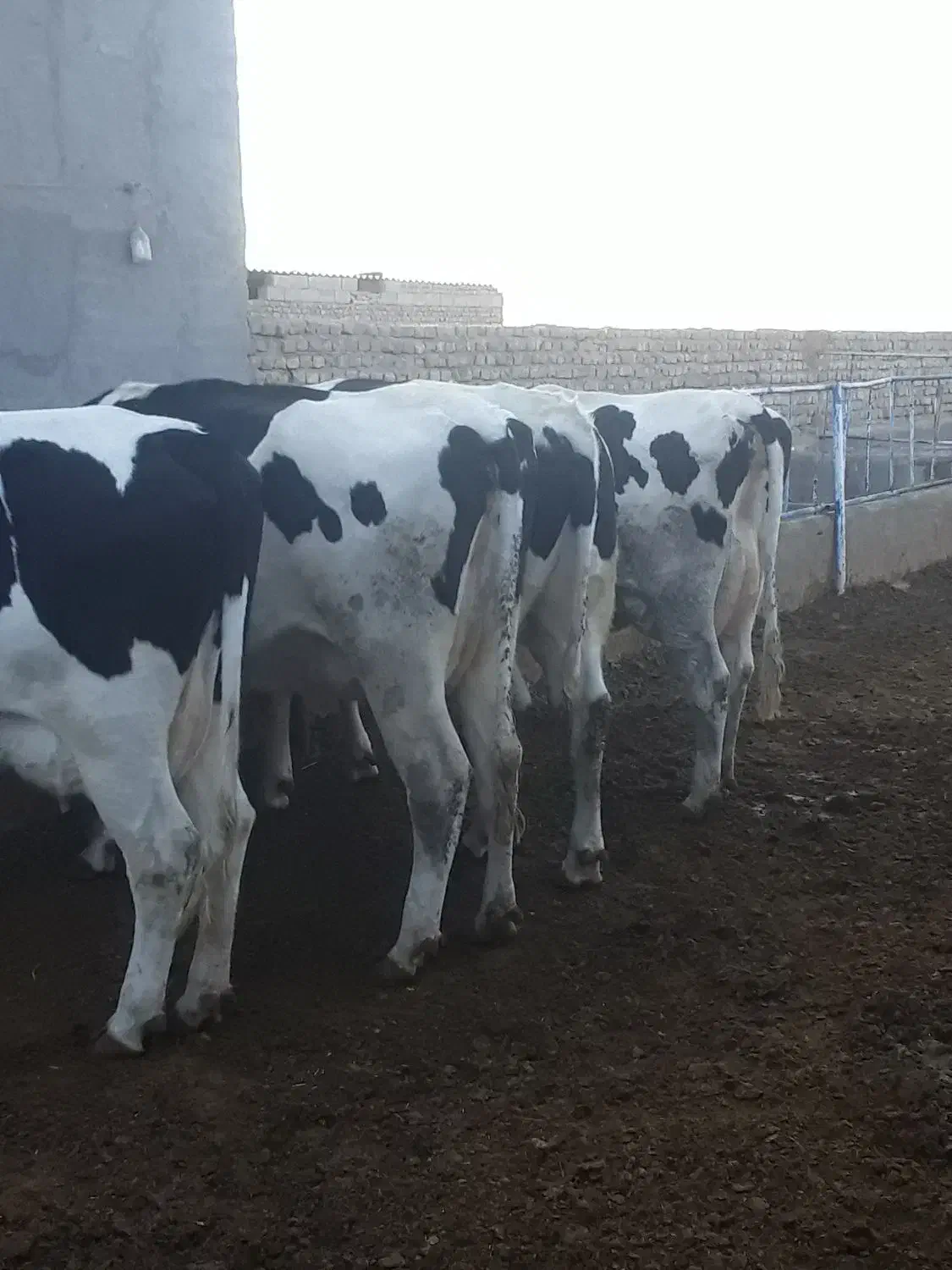 گاو تلیسه|حیوانات مزرعه|نیشابور, خط کاشمر|دیوار