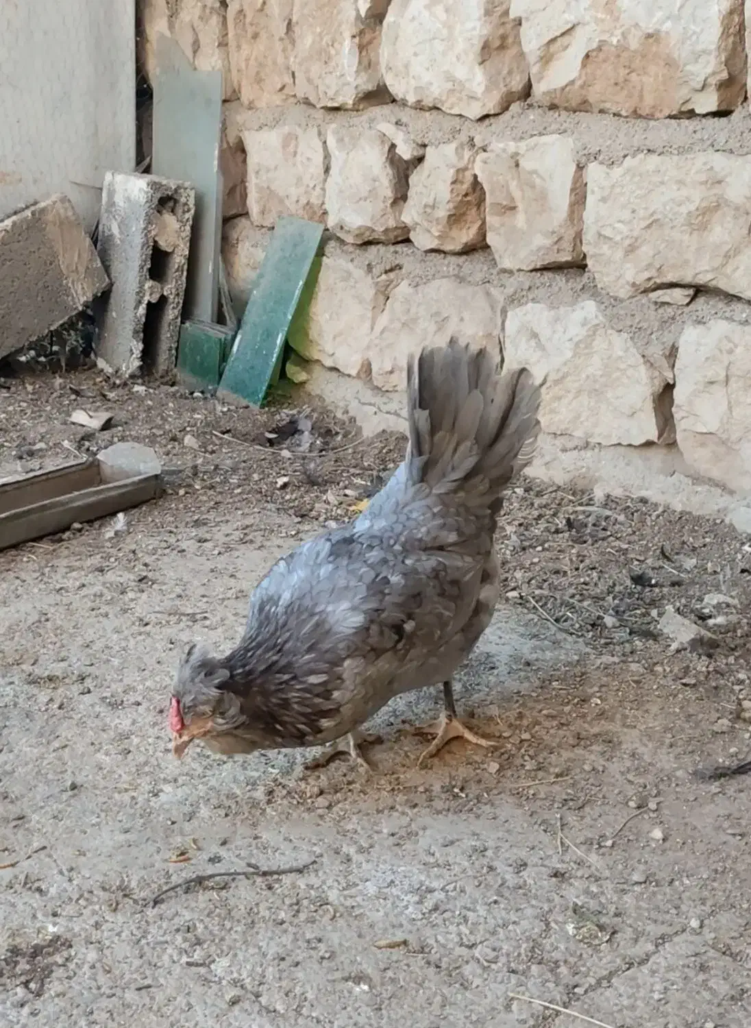 سه عدد مرغ طوسی گلین چهلتاج ریش کاکل|حیوانات مزرعه|تهران, جوادیه|دیوار