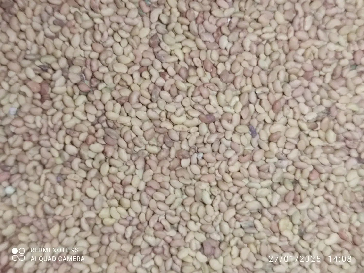 نمایندگی بذر یونجه پایه بلند موسوی|خدمات باغبانی و درختکاری|سقز, |دیوار