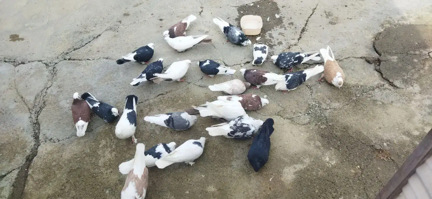 کبوتر|پرنده|نوشین شهر, |دیوار