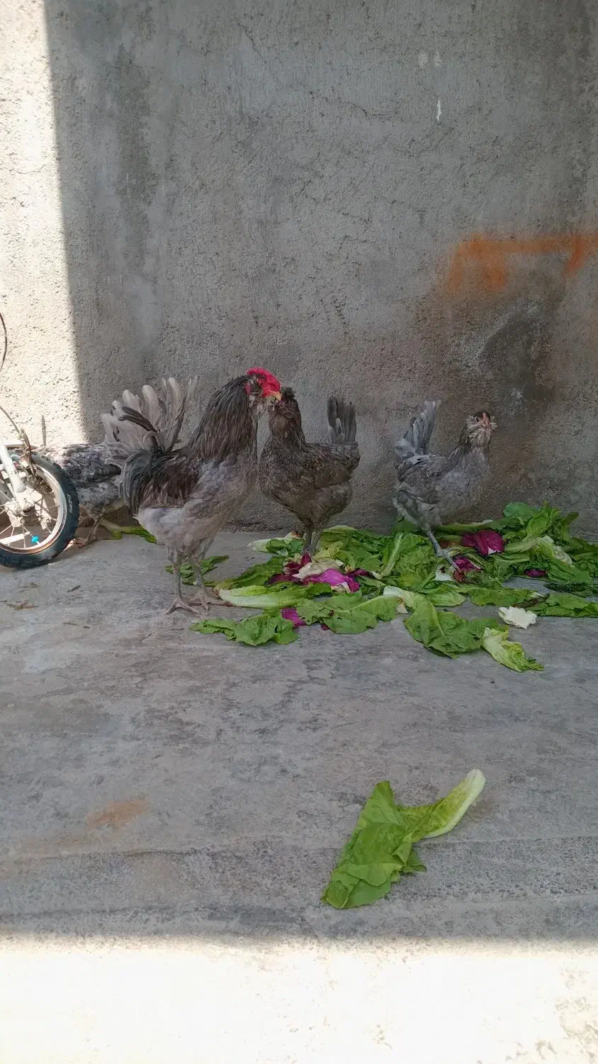 تخم نطفه دار گلین|حیوانات مزرعه|قزوین, |دیوار