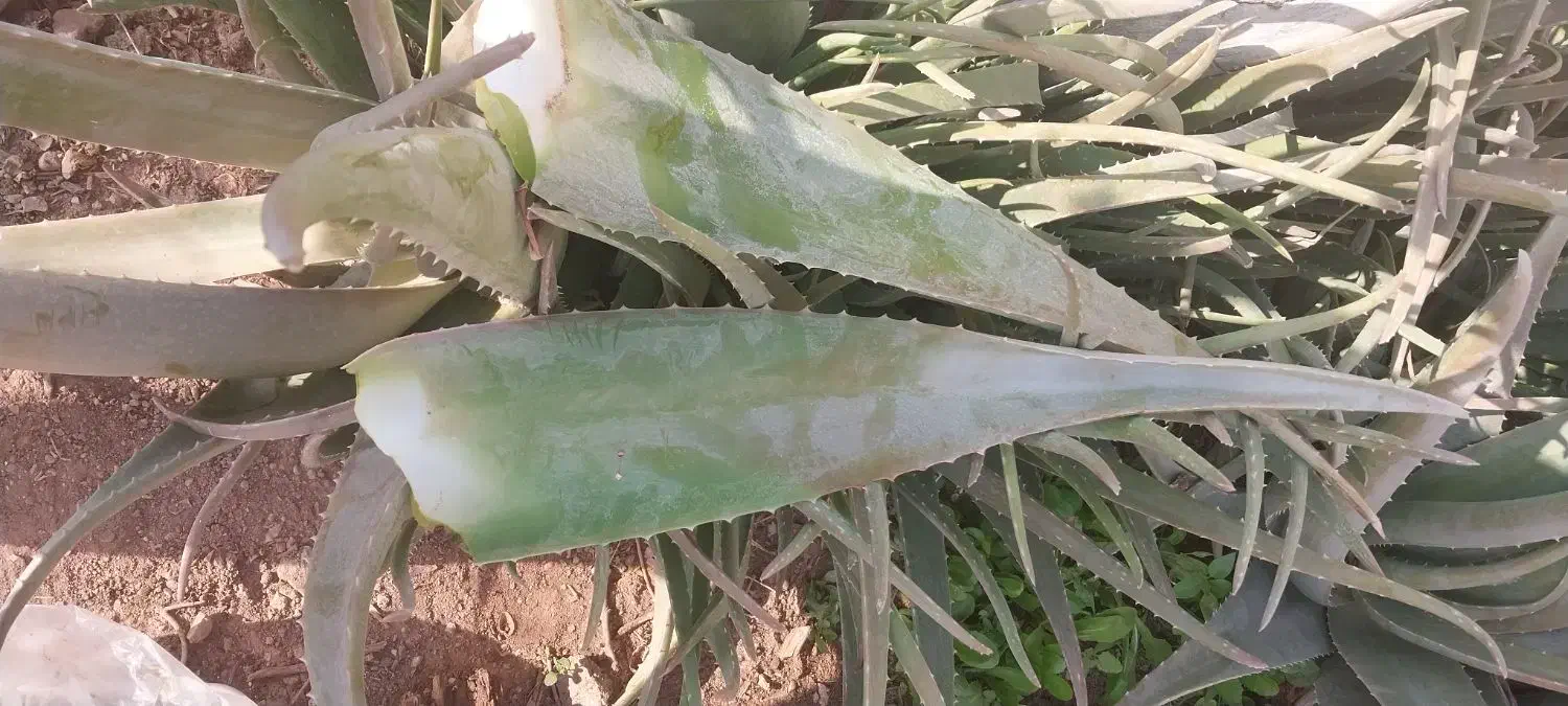 آلورا|گل و گیاه طبیعی|مسجد سلیمان, |دیوار