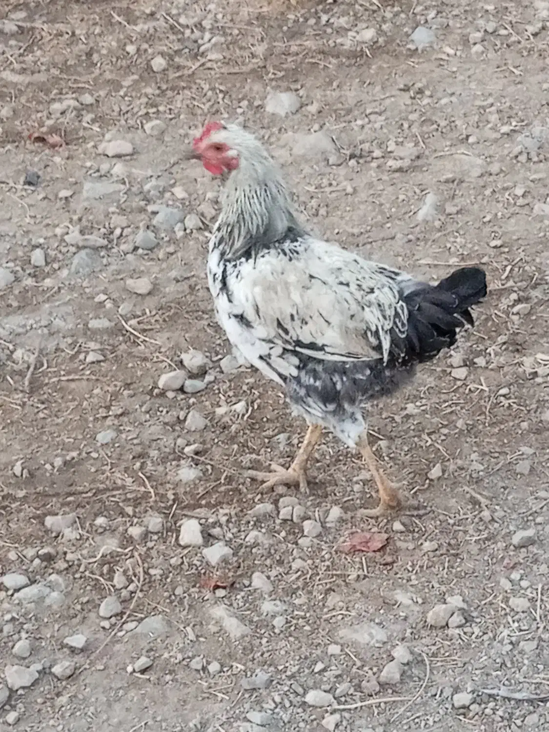 فروش 7عدد خروس محلی سالم|حیوانات مزرعه|بیستون, |دیوار