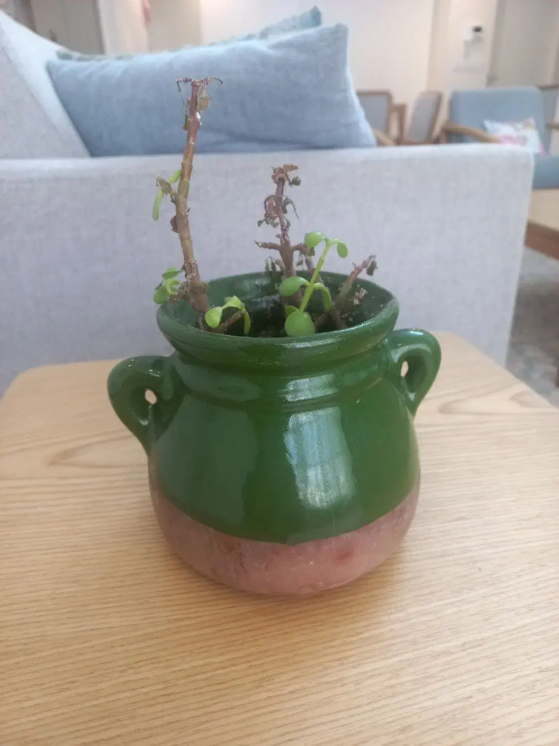 تعدادی گلدان|گل و گیاه طبیعی|تهران, حکیمیه|دیوار