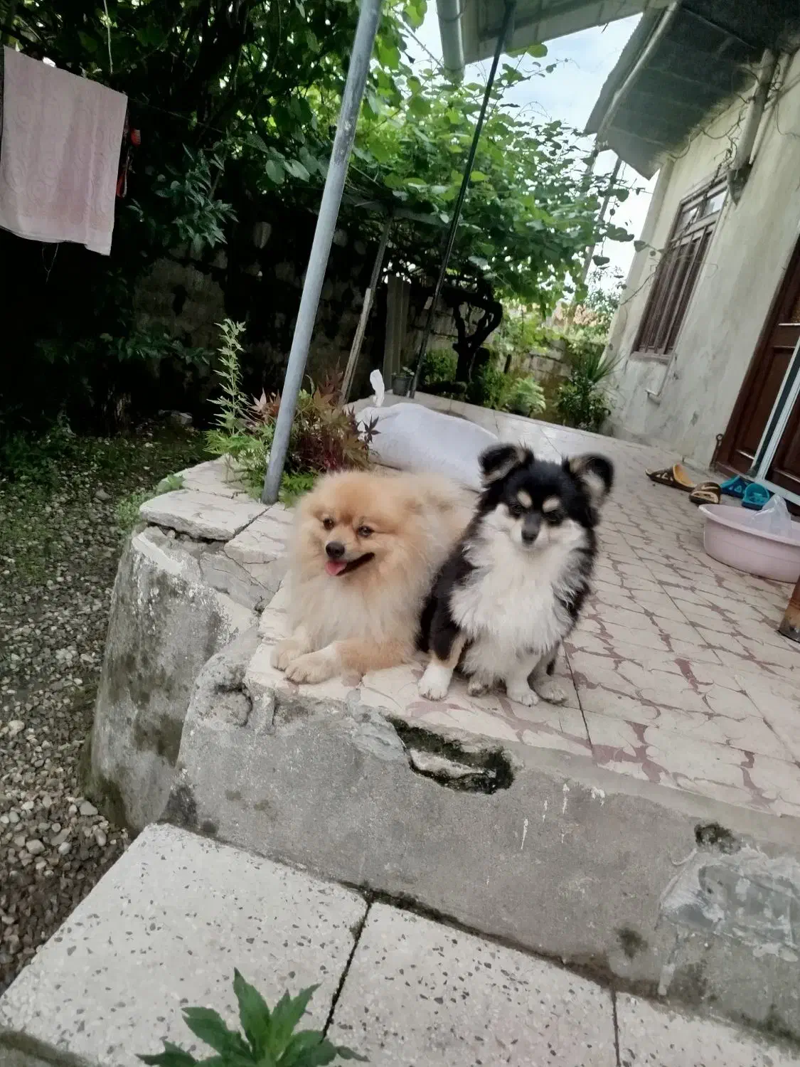 واگذاری توله پامر|سگ|نشتارود, |دیوار