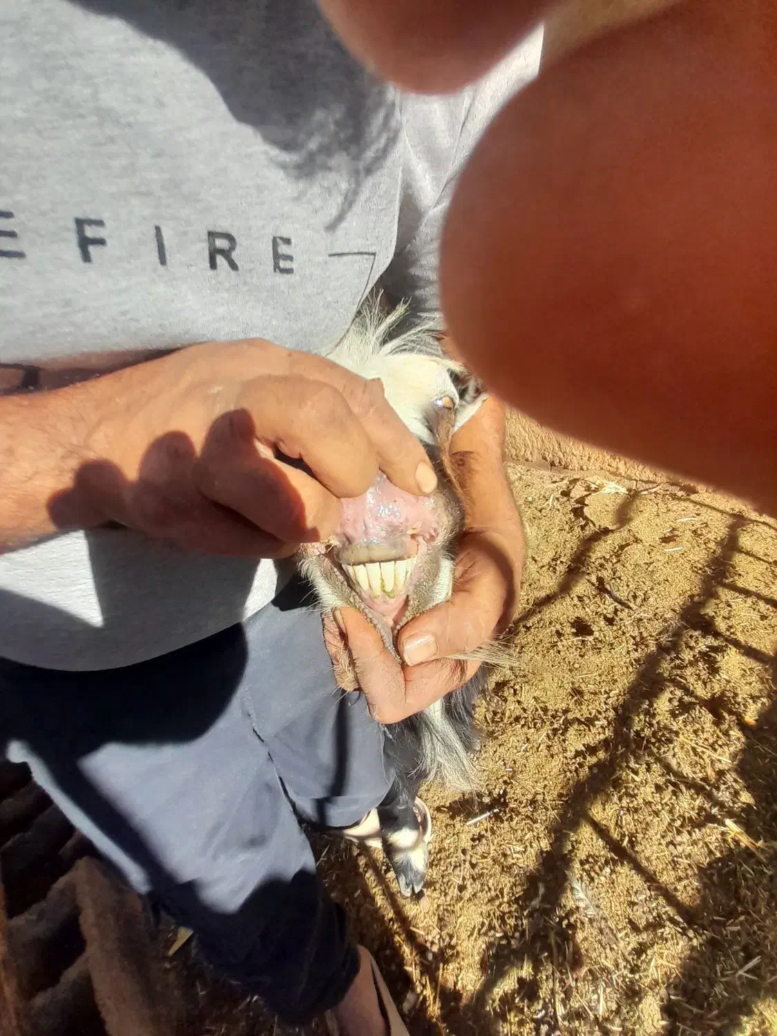 بز وکهر|حیوانات مزرعه|شیراز, داریون|دیوار