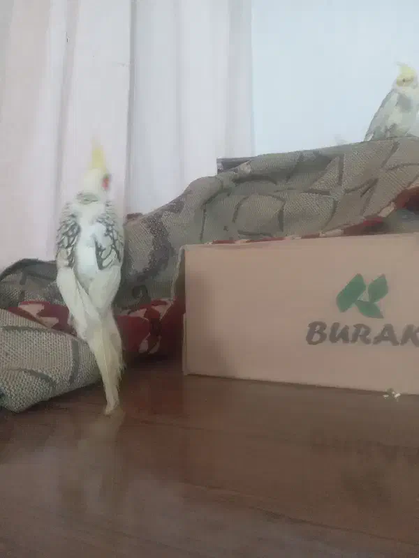 عروس هلندی|پرنده|قم, شهر قائم|دیوار