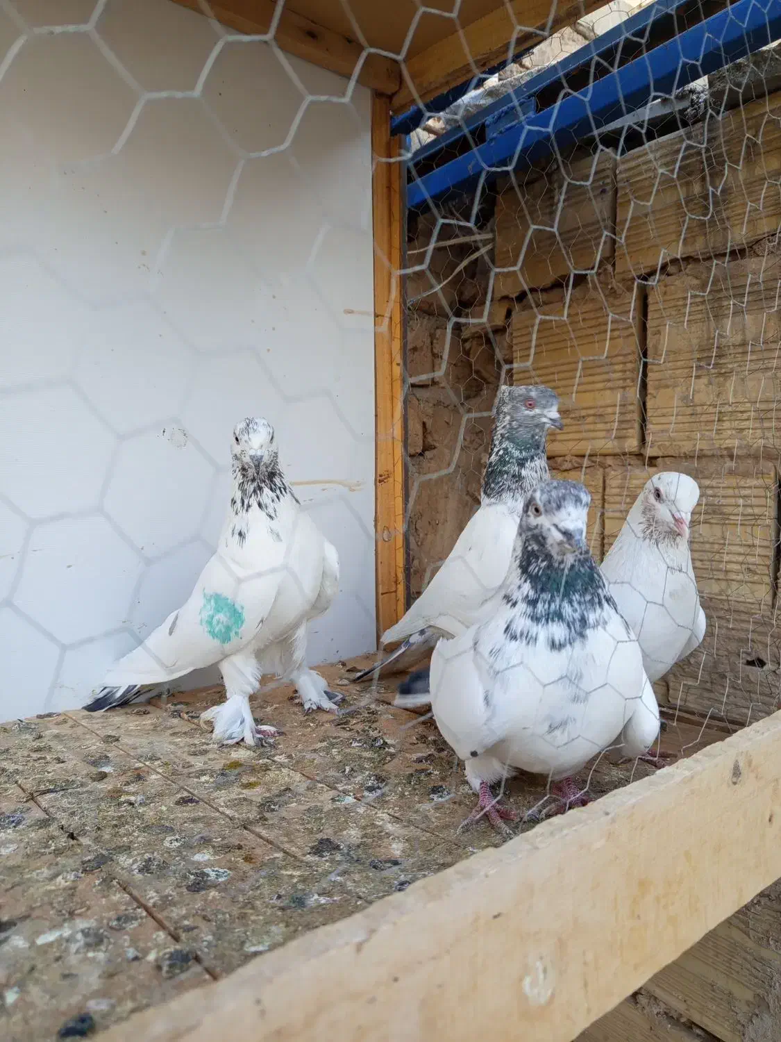 با یاد خدا یه مشت کبوتر رنگی وگرفتنی|پرنده|قم, شهرک مهدیه (مدرس)|دیوار