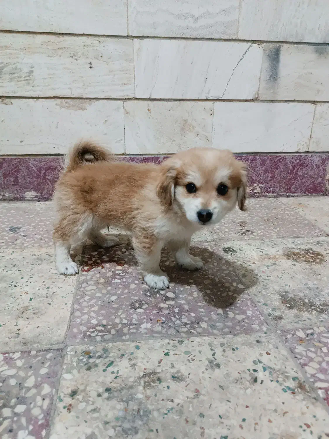 سگ ۲ماهه|سگ|بهبهان, |دیوار